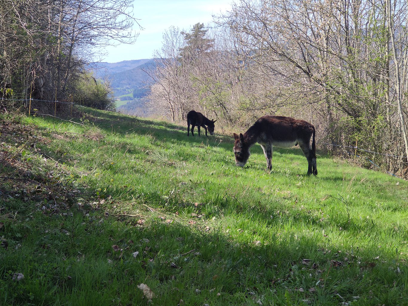 deux ânes