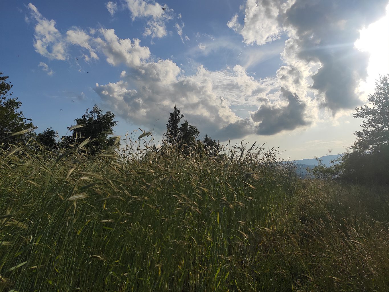 Seigle ciel