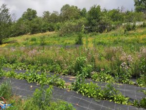 plantes médicinales