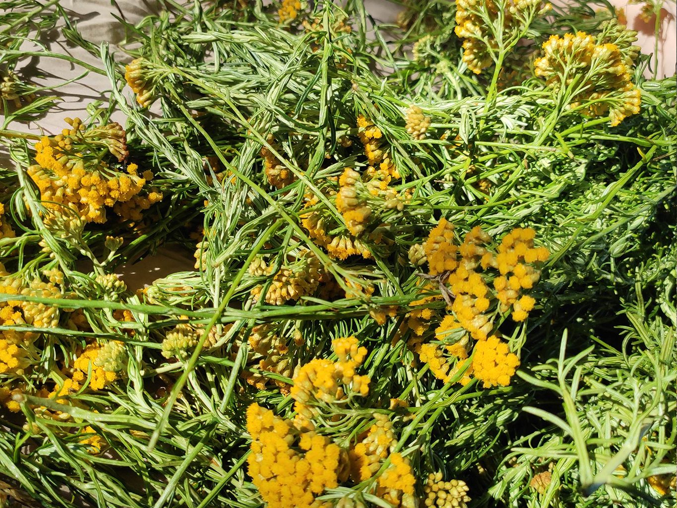 immortelle