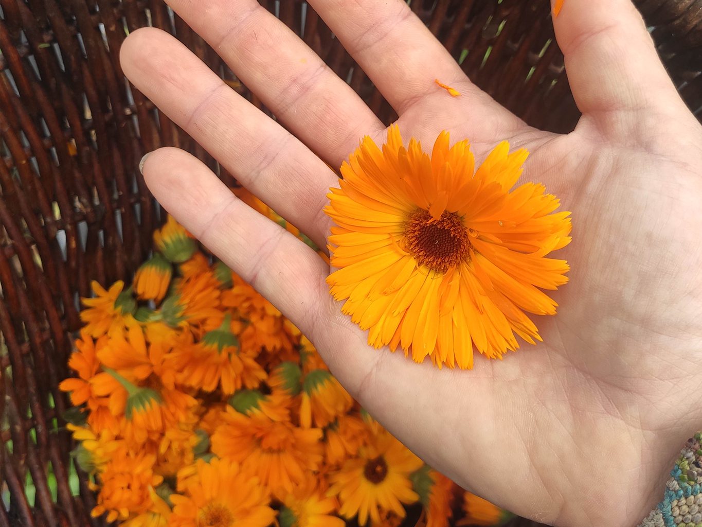 fleur calendula