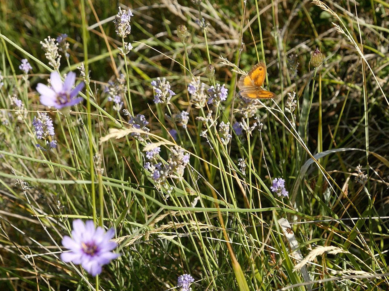 lavande et papillon